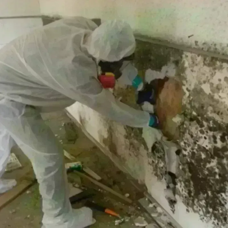 Mold Remediation and Removal in Greenville, SC